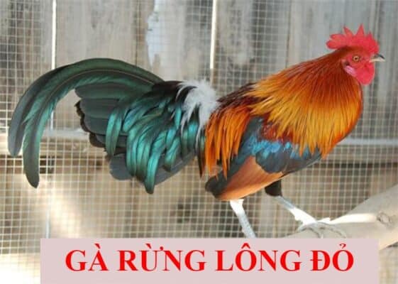 Giống gà rừng lông đỏ có gì khiến nhiều người nuôi thích thú?