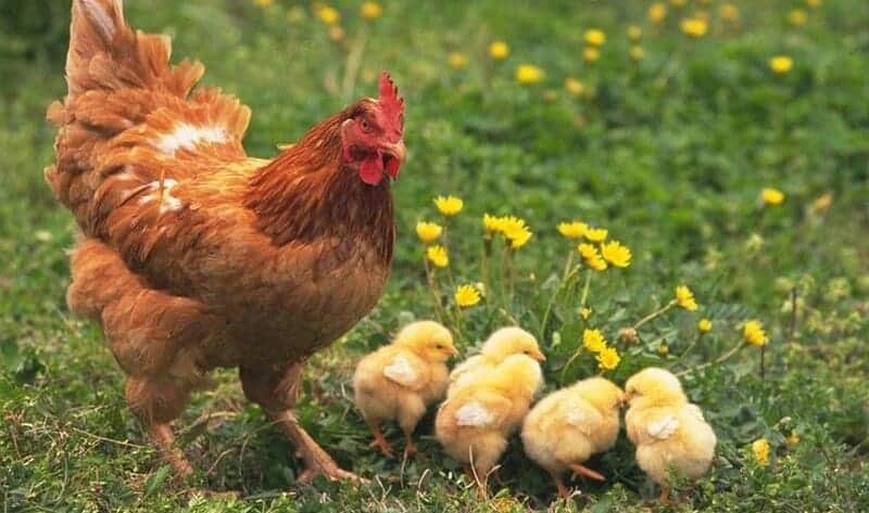 Tỷ lệ ấp nở thành công của gà mái rất cao
