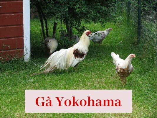 Khám phá giống gà cảnh đẹp nổi tiếng gà Yokohama
