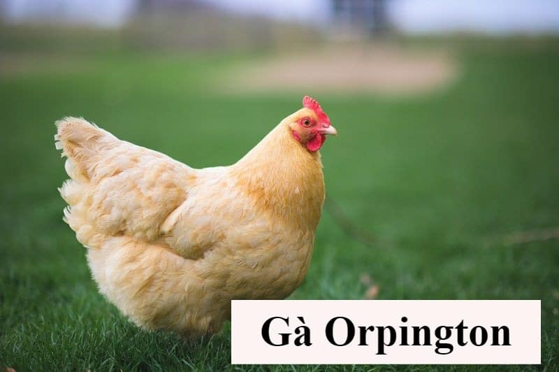 Khám phá nguồn gốc và các nét đặc trưng của gà Orpington