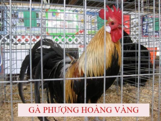 Khám phá những điểm đặc biệt của giống gà Phượng Hoàng vàng