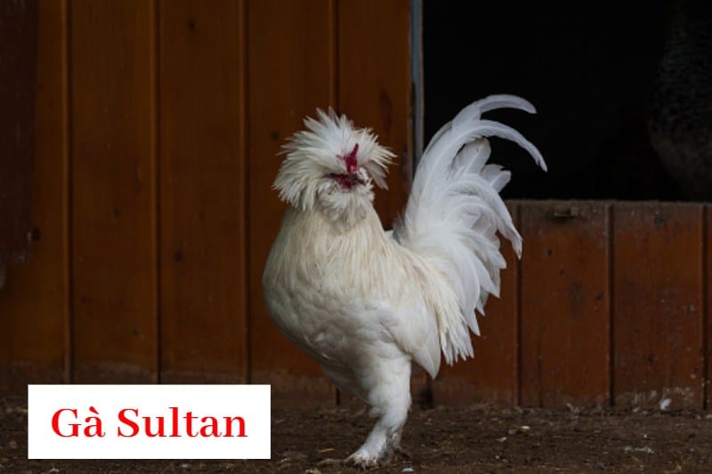 Khám phá những điểm nổi bật và lý do nên nuôi gà Sultan