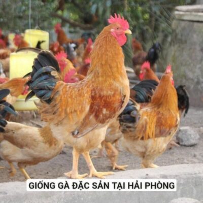 Giống gà có giá trị kinh tế cao tại Hải Phòng