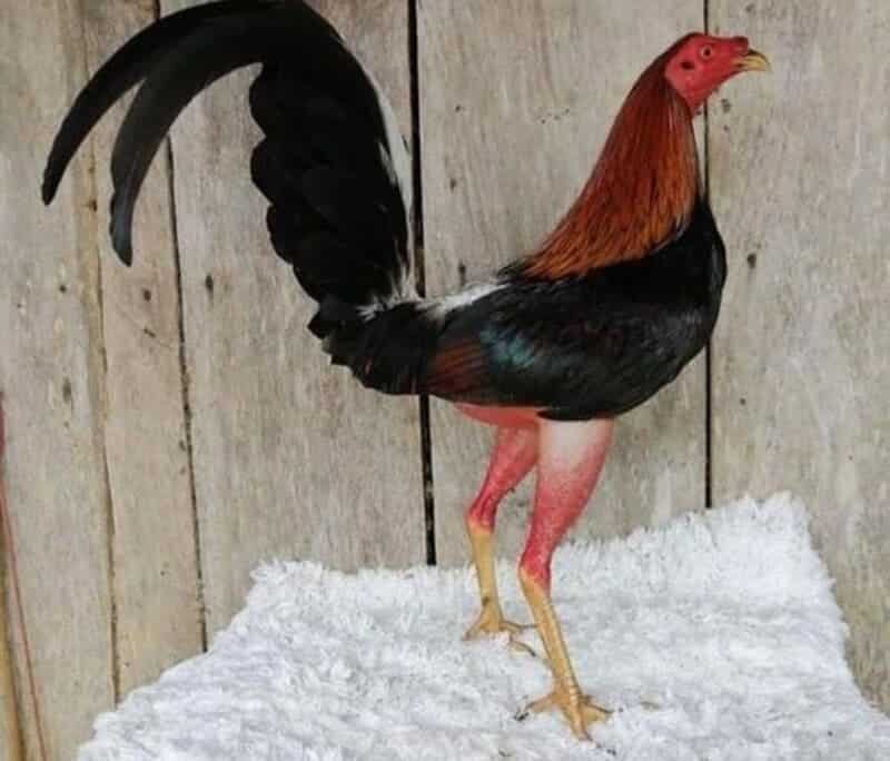 Một số lưu ý cần ghi nhớ khi lựa chọn con giống