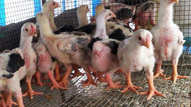 Các lưu ý khi mua gà Đông Tảo