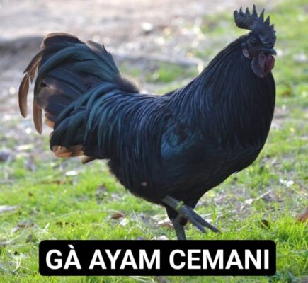 Mô tả ngoại hình của gà Ayam Cemani