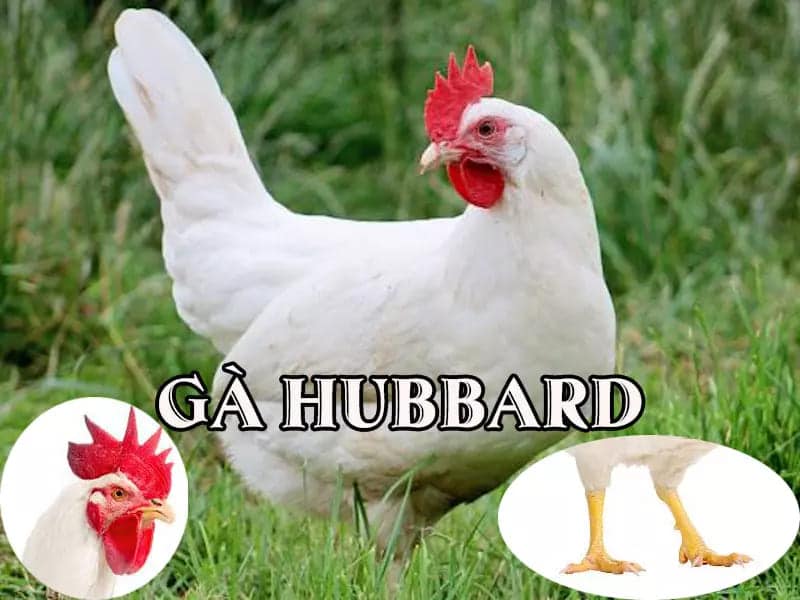 Đặc điểm cơ bản để nhận biết gà Hubbard