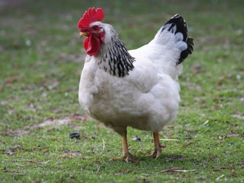 Ngoại hình dễ nhận biết của gà Sussex
