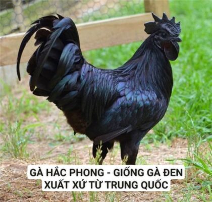 Giống gà có tổng thể ngoại hình một màu đen