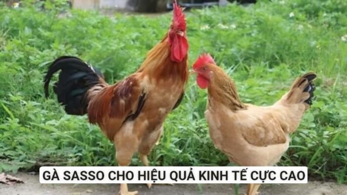 Nhận biết giống gà nhập khẩu từ Pháp này qua màu sắc của bộ lông