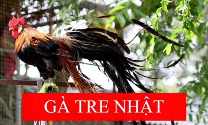 Một số nét đặc trưng của gà tre Nhật bạn nên biết