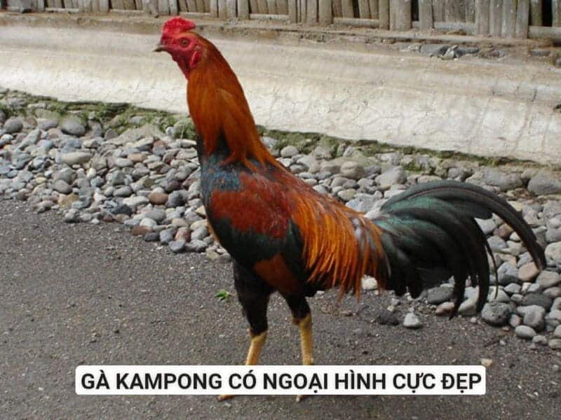 Giống gà Kampong có nguồn gốc từ nước ngoài nhưng cho hiệu quả kinh tế cao