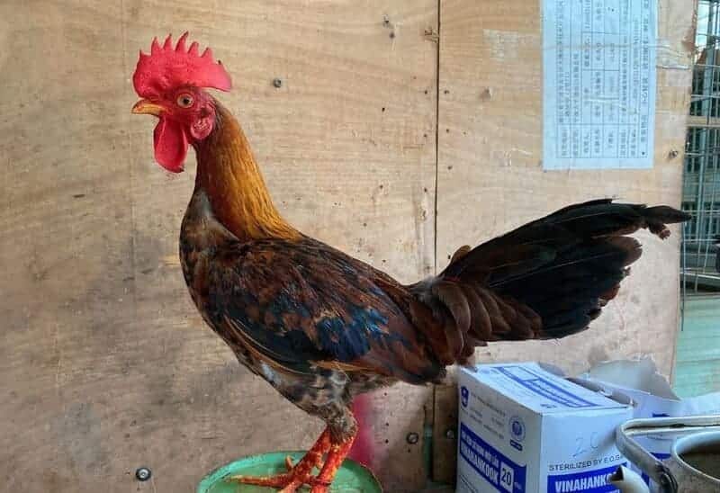 Đặc điểm ngoại hình cực dễ nhận biết của gà tre Cuban