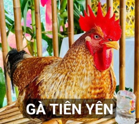 Ngoại hình đặc trưng của gà Tiên Yên