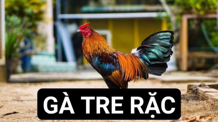 Ngoại hình đặc trưng của giống gà tre rặc