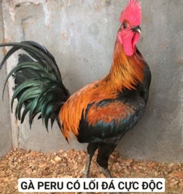 Gà Peru có ngoại hình cực dũng mãnh