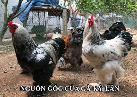Nguồn gốc của giống gà khổng lồ hiện chưa được khẳng định rõ