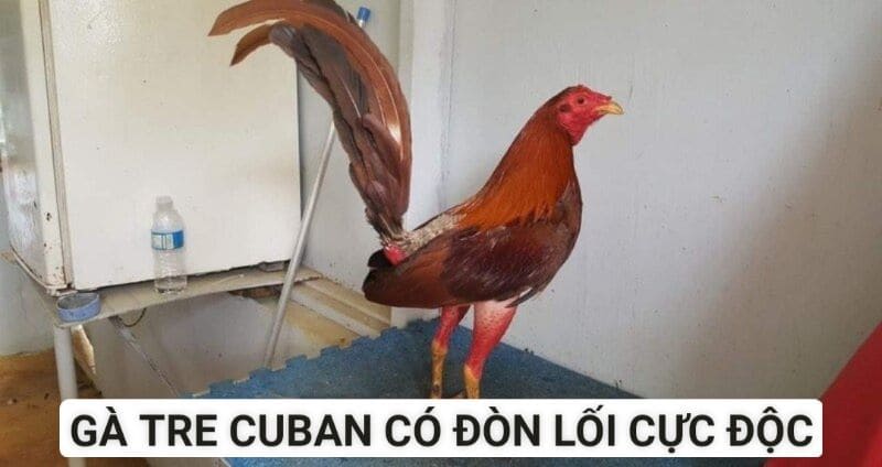 Giống gà chiến có nguồn gốc từ nước ngoài nhưng sở hữu đòn lối cực độc