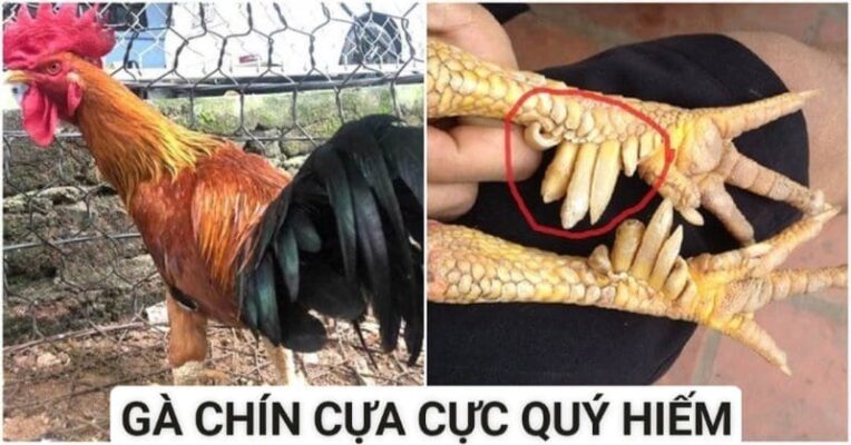 Giống gà quý hiếm trong truyền thuyết nhưng có thực