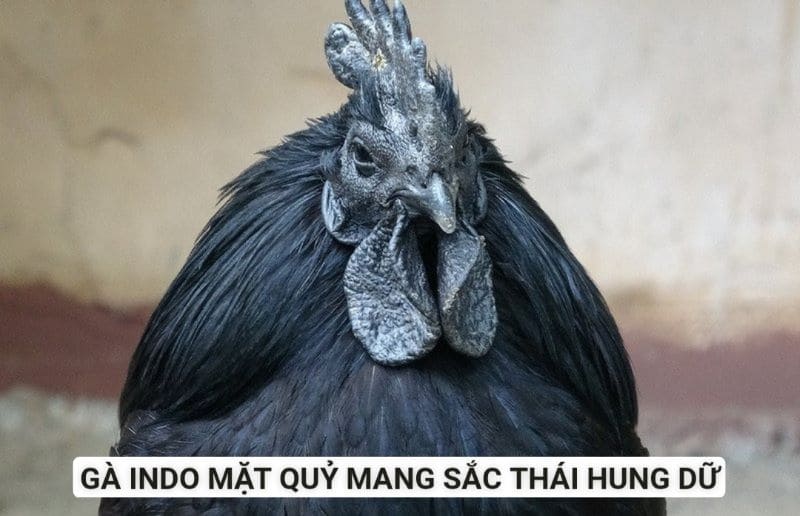 Giống gà đen cực hung dữ có nguồn gốc từ Indonesia