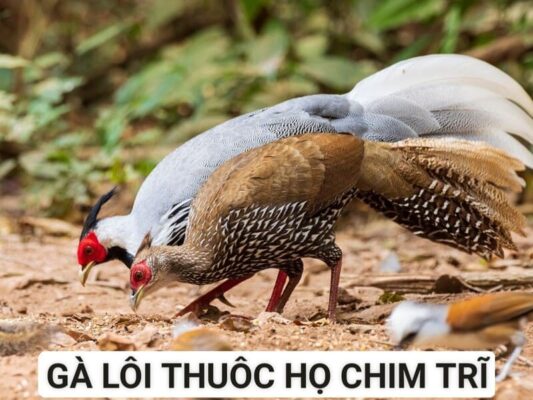 Giống gà lôi có nhiều ưu điểm khi chăn nuôi