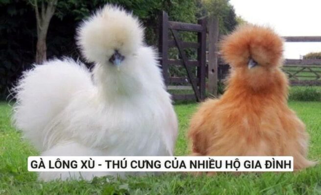 Giống thú cưng 2 chân có xuất xứ từ nước ngoài