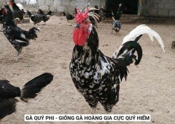 Giống gà hoàng gia có nguồn gốc xuất xứ tại các nước khu vực châu Âu