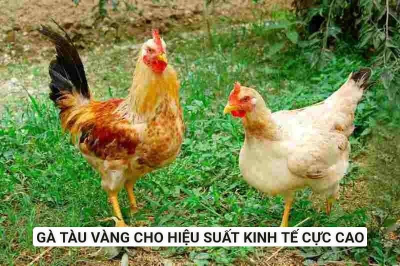 Giống gà cho hiệu suất kinh tế cực cao đến từ Trung Quốc