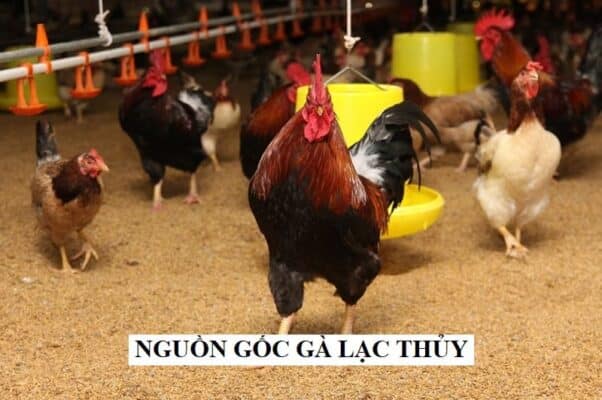 Nguồn gốc của gà quý bắt nguồn ở vùng Lạc Thủy, tỉnh Hòa Bình