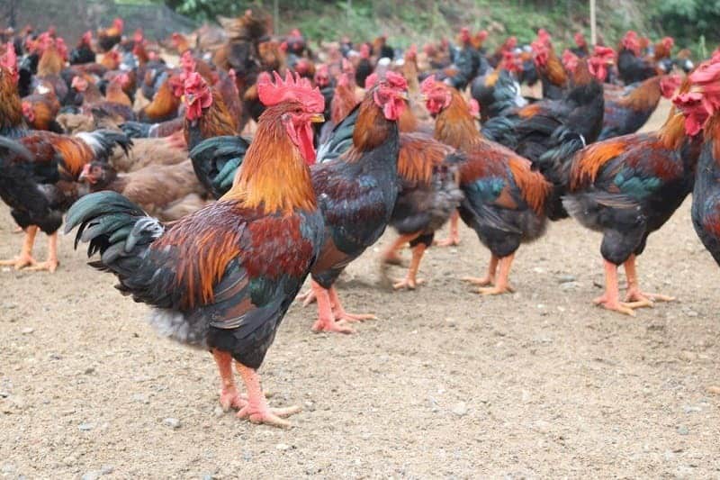 Đây là gà có nguồn gốc ở thị trấn Hồ (tỉnh Bắc Ninh)