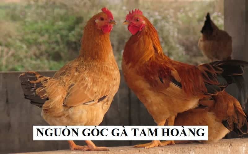 Chúng là gà có nguồn gốc ở Trung Quốc