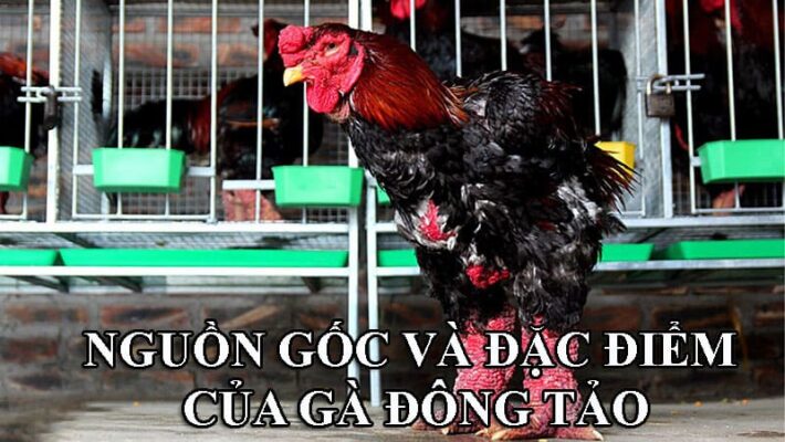 Nguồn gốc và các đặc điểm của gà Đông Tảo