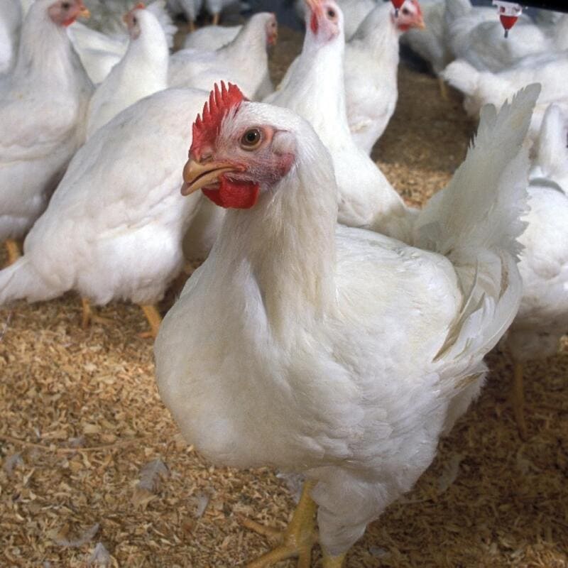 Giống gà cho hiệu suất chăn nuôi cao có nguồn gốc từ Mỹ