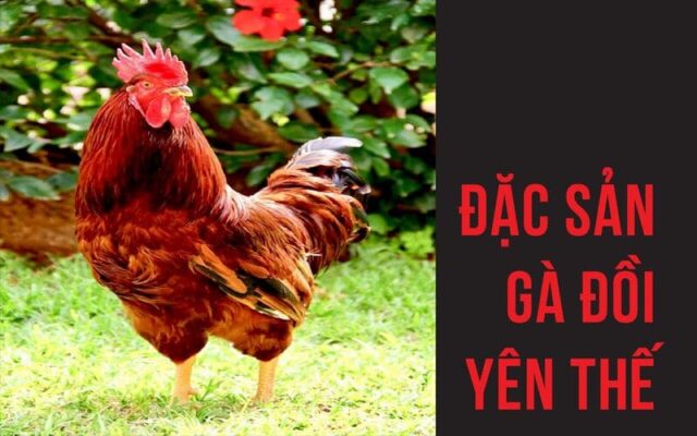 Gà đồi Yên Thế có giá trị kinh tế cực cao tại huyện Yên Thế, tỉnh Bắc Giang