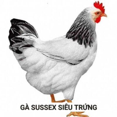 Giống gà siêu trứng có nguồn gốc từ nước Anh