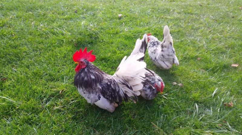 Nhận dạng chúng thông qua các đặc điểm về ngoại hình