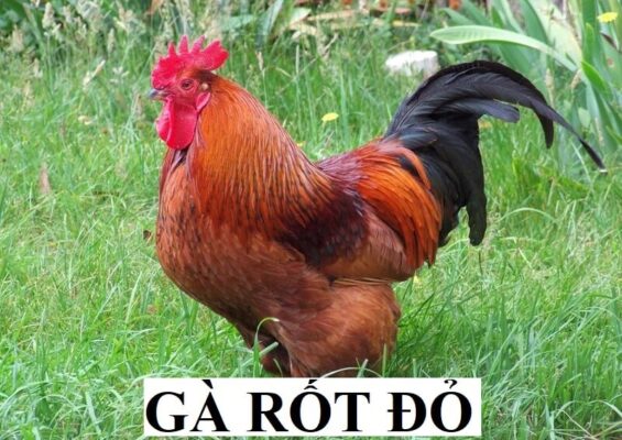 Những đặc điểm nổi bật về gà Rohde đỏ bạn nên biết