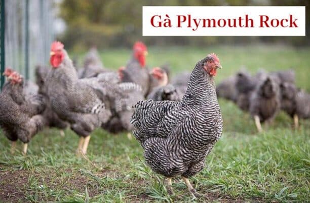 Những điểm đặc biệt về gà Plymouth Rock bạn nên biết