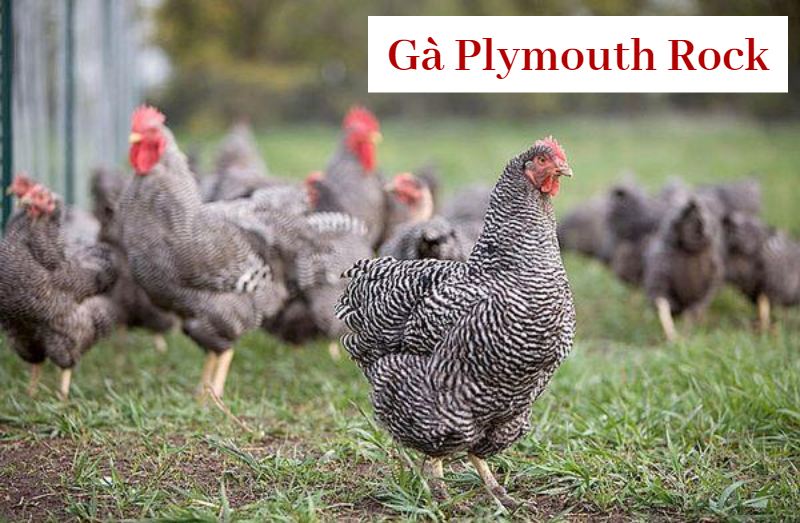 Những điểm đặc biệt về gà Plymouth Rock bạn nên biết