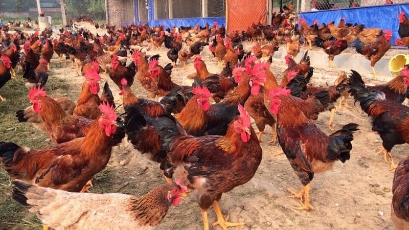 Gà Lạc Thủy có thời gian nuôi từ 4 - 4.5 tháng