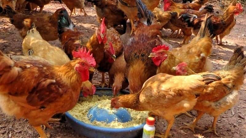 Chuồng trại và thức ăn cho gà cần được đảm bảo chất lượng, yêu cầu