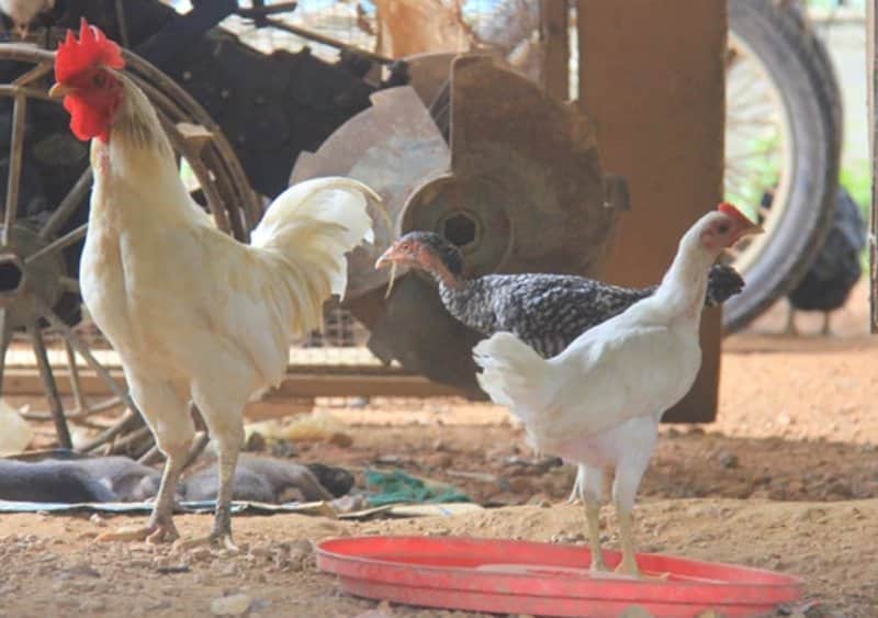 Thực hiện vệ sinh nơi ở thường xuyên của gà