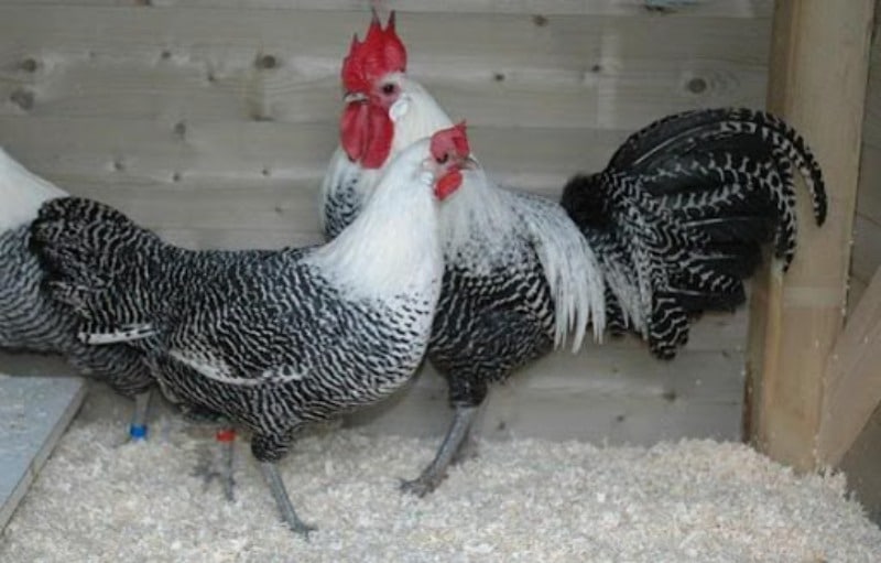 Tìm hiểu các đặc điểm về ngoại hình cũng như khả năng đẻ trứng của gà