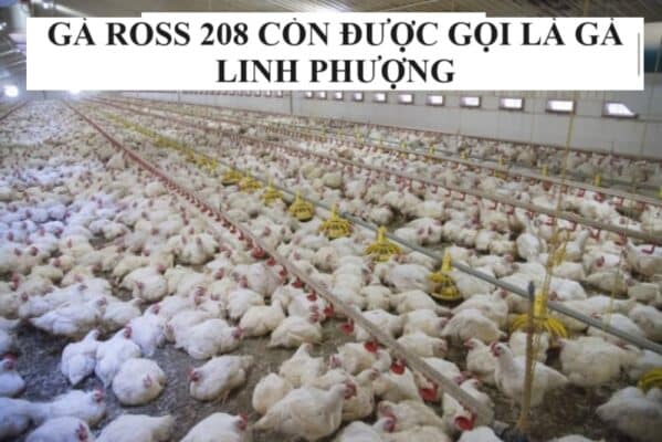 Tìm hiểu chi tiết các thông tin về gà ross 208