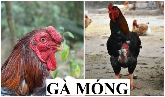 Tìm hiểu đặc điểm đặc trưng nhất về gà móng