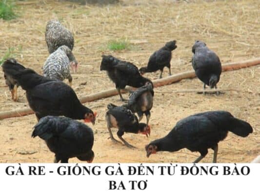 Tìm hiểu đặc điểm giống gà re quý hiếm từ đồng bào Ba Tơ
