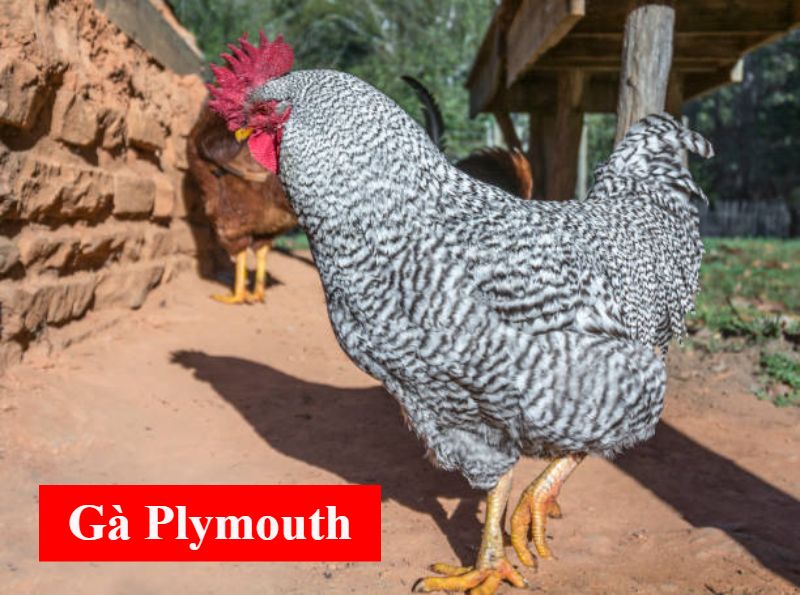 Tìm hiểu nguồn gốc và các đặc điểm về gà Plymouth