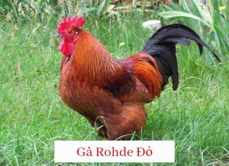 Tìm hiểu những điểm đặc trưng nhất của gà Rohde đỏ