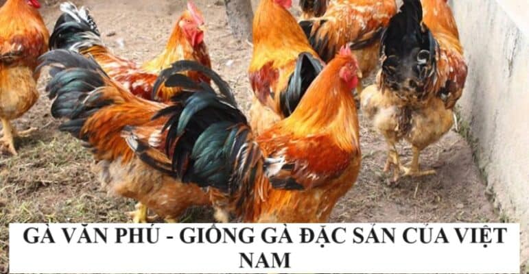 Tìm hiểu về gà Văn Phú - giống gà đang được bảo tồn