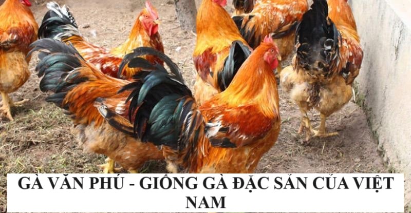 Tìm hiểu về gà Văn Phú - giống gà đang được bảo tồn